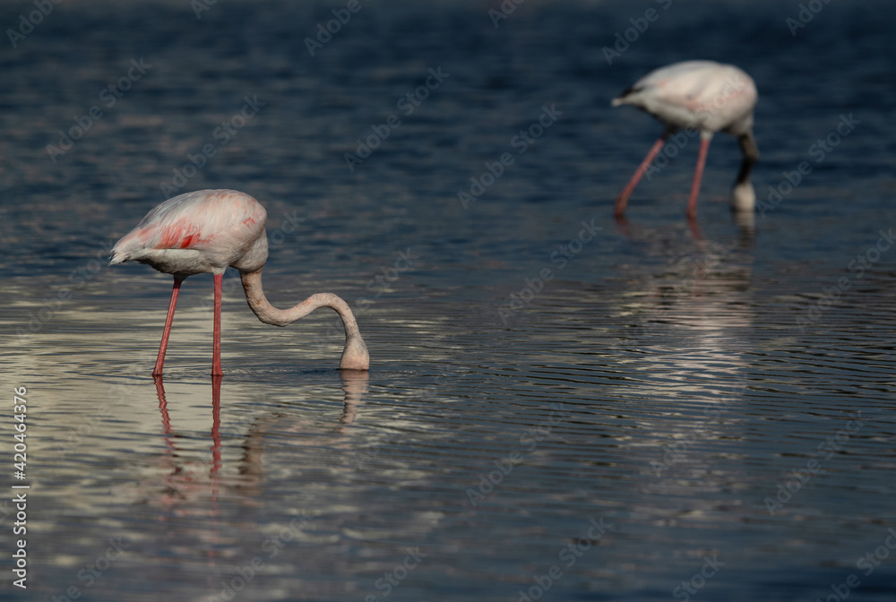 Greater Flamingos feeding in the morning at Tubli bay with dramatic hue on water, Bahrain