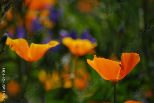 California poppy, red poppy, centaurea