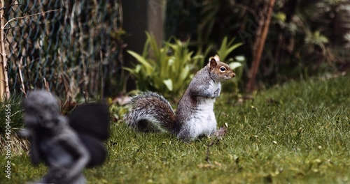 British grey squirrel on alert in garden
