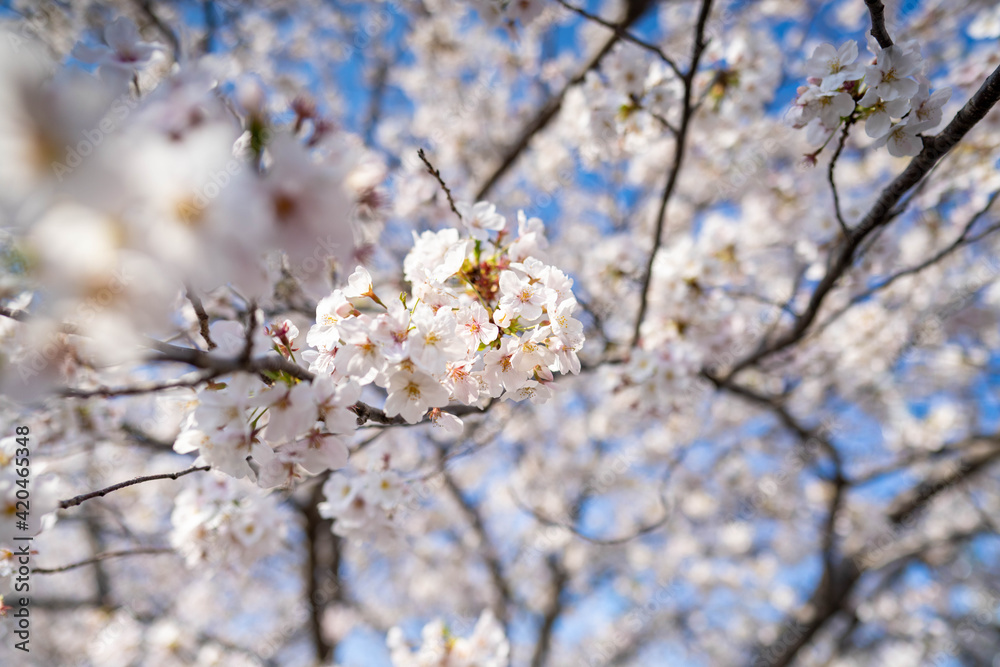 春爛漫_桜満開