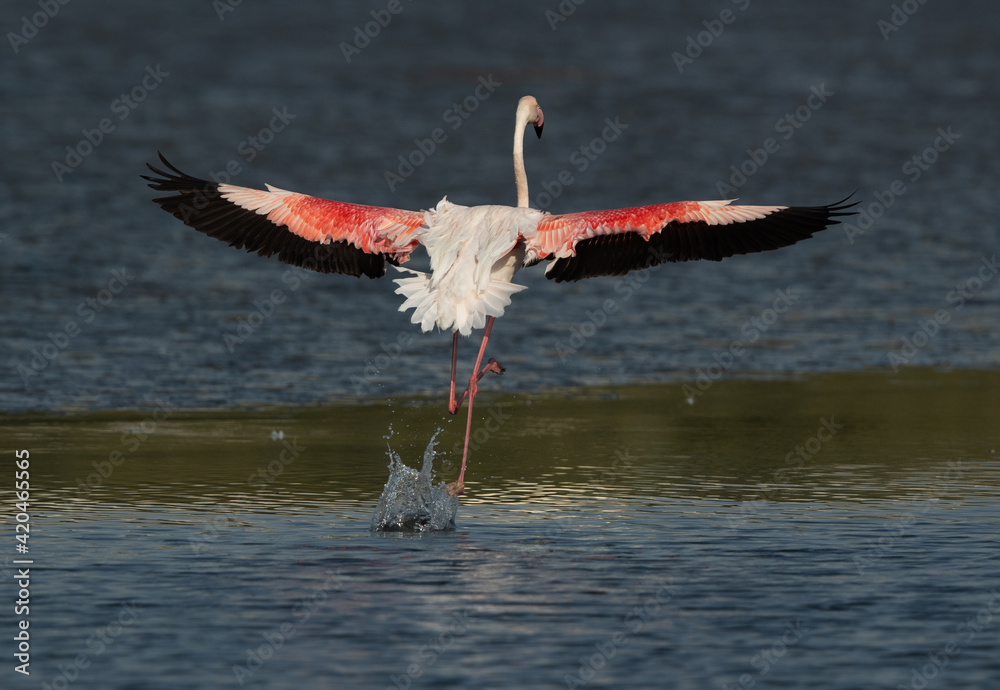 Greater Flamingo landing with full wing spread at Tubli bay in the morning, Bahrain