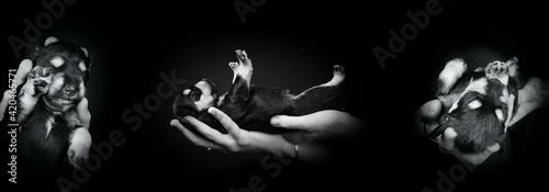 Wallpaper Mural Banner puppy dog miniature schnauzer in human hand black and white in black background  Torontodigital.ca