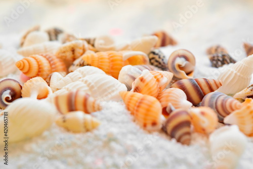 heap marine seashells scattered on snow-white sand close up. Selective focus