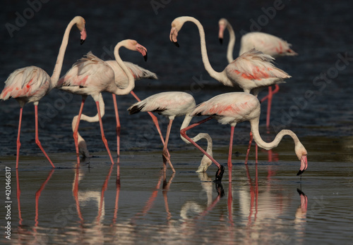 Greater Flamingos territory fight while feeding at Tubli bay  Bahrain