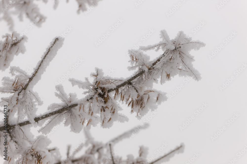Obraz premium tree branch in hoarfrost