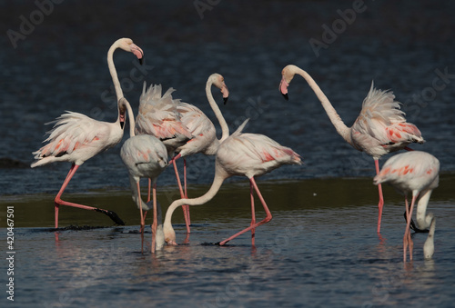 Greater Flamingos feeding at Tubli bay in the morning, Bahrain