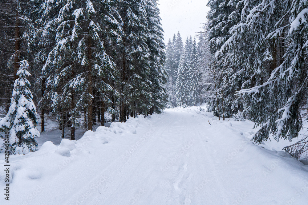 Fototapeta premium Beautiful landscape with road and conifer forest on snowy winter day, snowy road in winter forest