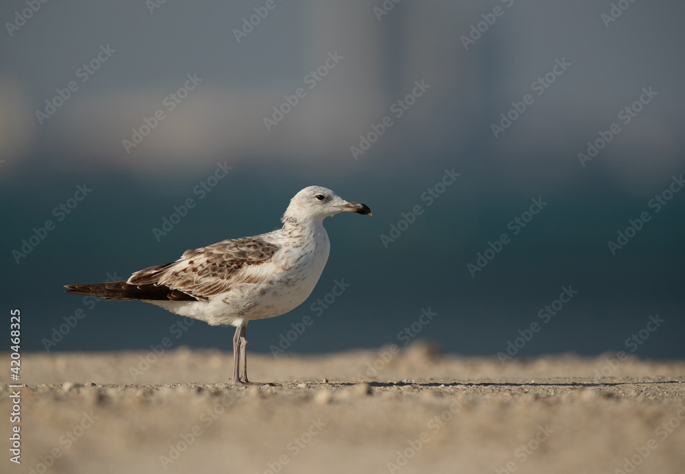 Portrait of a juvenile Lesser Black-backed Gull takeoff at Busaiteen coast, Bahrain Portrait of a juvenile Lesser Black-backed Gull takeoff at Busaiteen coast, Bahrain