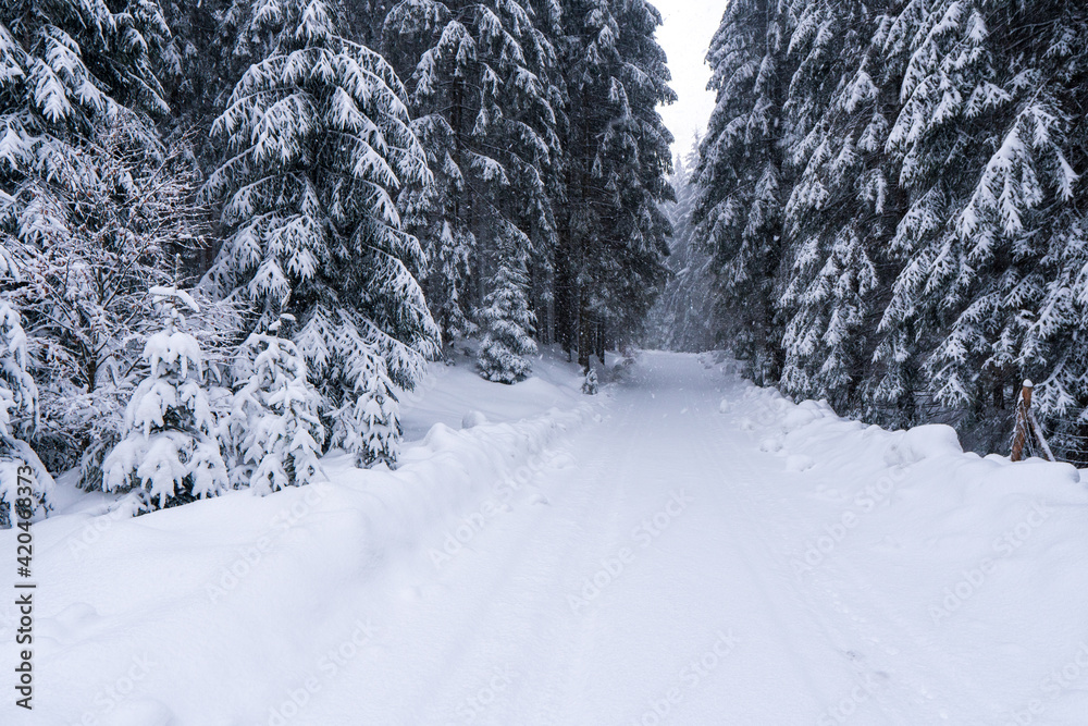 Beautiful landscape with road and conifer forest on snowy winter day, snowy road in winter forest