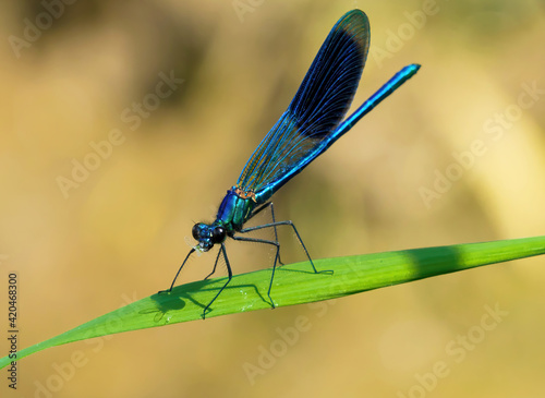 Close-up of a blue dragonfly sitting on a blade of green leaf.