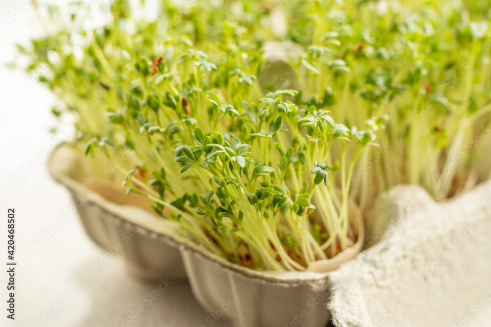 cress in eggshells, Egg Carton Seedlings, watercress sprouts in an egg carton, easter, Polish Easter tradition cress in eggshells, Egg Carton Seedlings, watercress sprouts in an egg carton, easter, Polish Easter tradition
