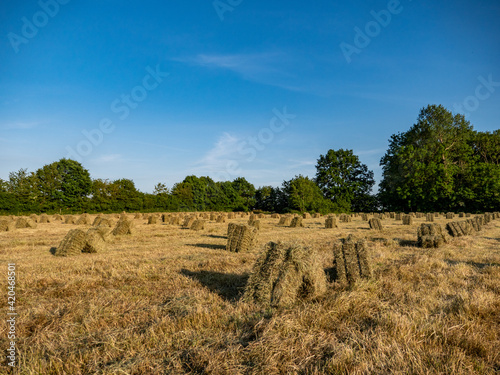 hay bales in the field at sunset