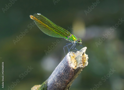 Brilliant Lime Green Green Dragonfly Resting on a Twig. Latin name coenagrion. photo