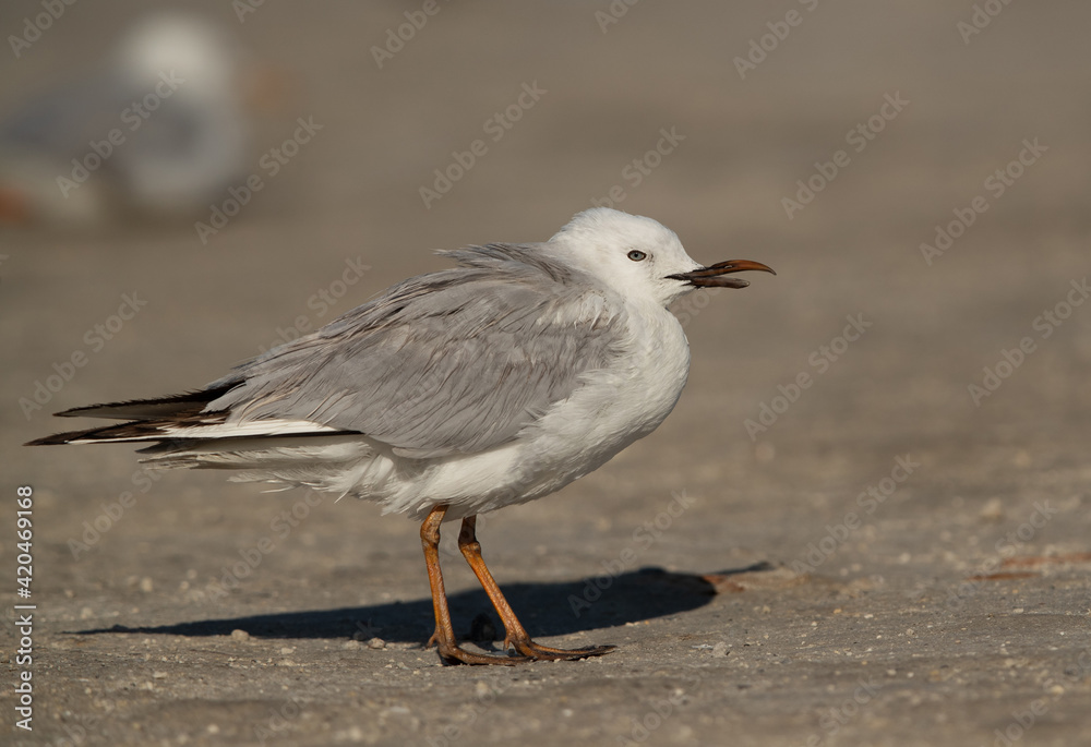 Sender-billed gull with deformed bill at Busaiteen coast, Bahrain Sender-billed gull with deformed bill at Busaiteen coast, Bahrain