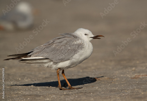 Sender-billed gull with deformed bill at Busaiteen coast, Bahrain