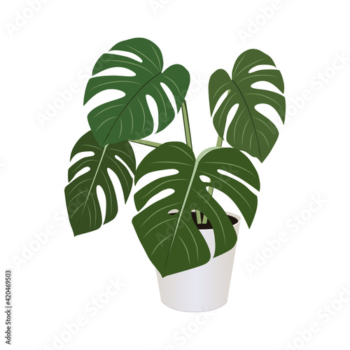 Monstera in pot isolated on the white background, vector