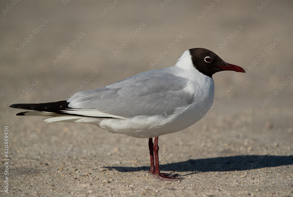 Naklejka premium Portrait of a Black-headed gull at Busaiteen coast, Bahrain