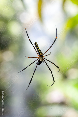Araignée tropicale sur sa toile en Indonésie