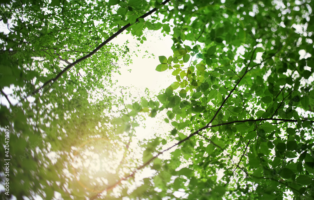 Fototapeta premium Bottom up view of lush green foliage of trees with afternoon sun. Walking through the forest with large green trees.