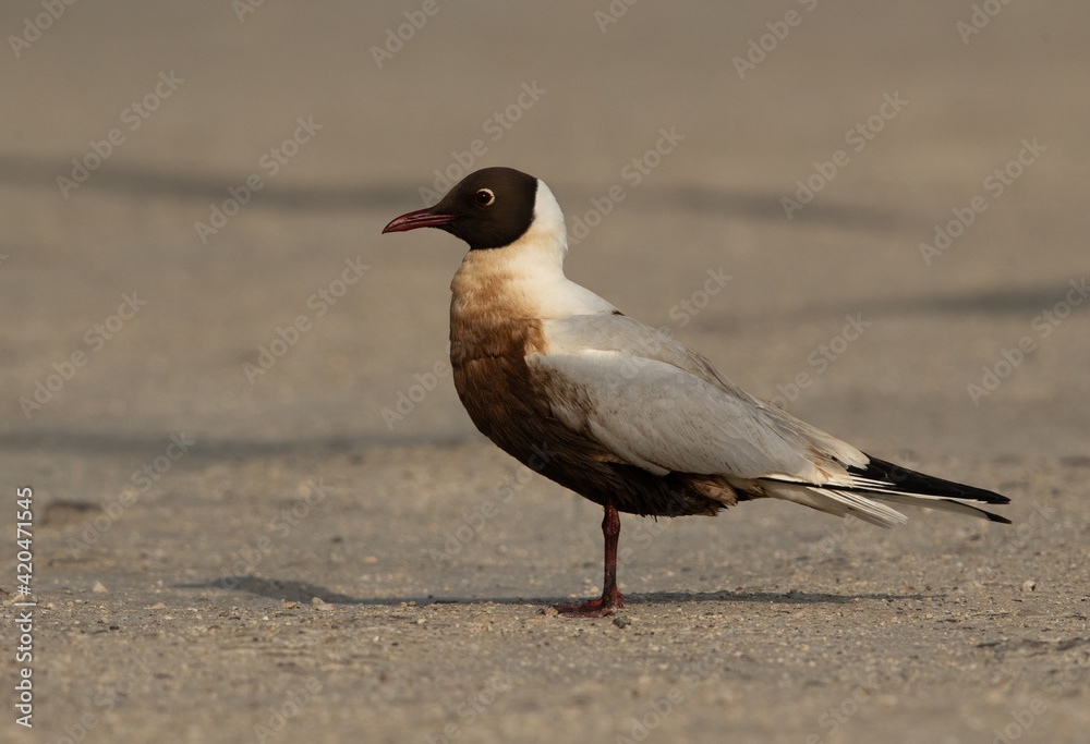 A Black-headed gull juvenile drenched in oil, Bahrain A Black-headed gull juvenile drenched in oil, Bahrain
