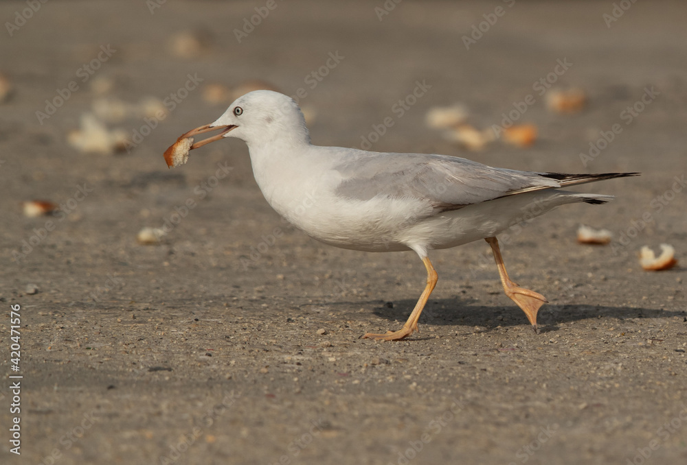 Sender-billed gull with bread leftover at Busaiteen coast, Bahrain Sender-billed gull with bread leftover at Busaiteen coast, Bahrain