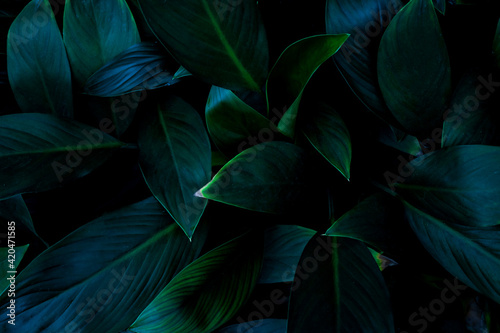 Full Frame of Palm Leaves Texture Background. tropical leaf © Nabodin