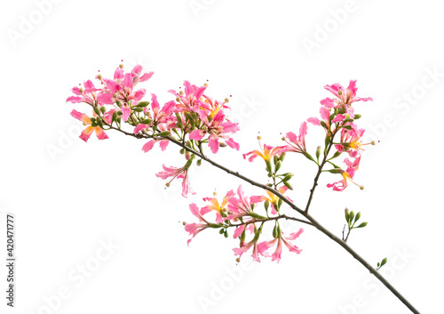 pink silk floss tree flower isolated on white background © xiaoliangge
