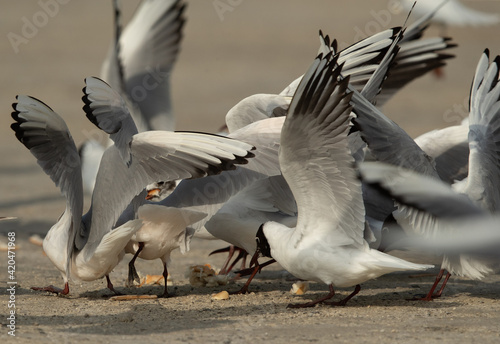 Black-headed gulls rushes to grab leftover food at Busaiteen coast, Bahrain