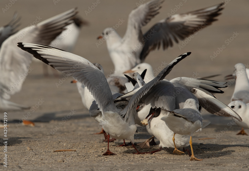 Obraz premium Black-headed gulls rushes to grab leftover food at Busaiteen coast, Bahrain