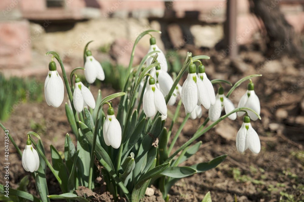 Fototapeta premium Closeup shot of fresh early snowdrops or common snowdrops Galanthus nivalis