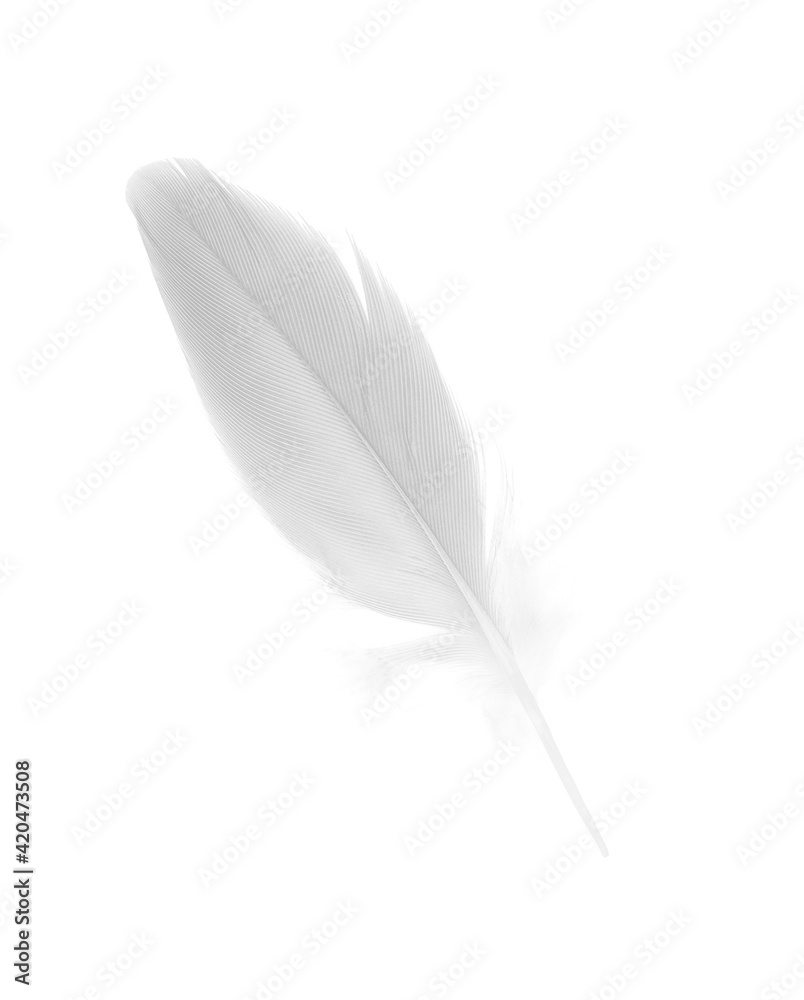 sketching white feather on white background