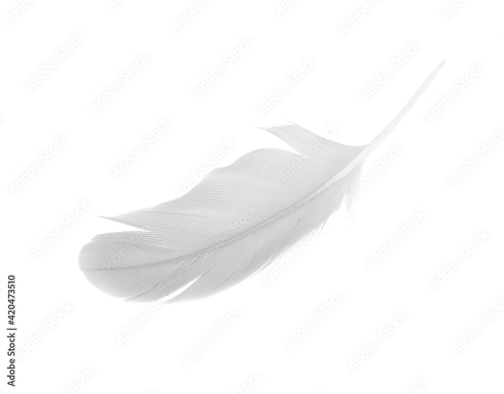 Obraz premium sketching white feather on white background