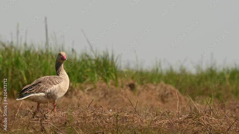Greylag Goose, Anser anser, Bueng Boraphet, Nakhon Sawan, Thailand; on top of a brown grass mound alert and looking around, extends its head out, looks towards the camera and flies away to the left. Greylag Goose, Anser anser, Bueng Boraphet, Nakhon Sawan, Thailand; on top of a brown grass mound alert and looking around, extends its head out, looks towards the camera and flies away to the left.