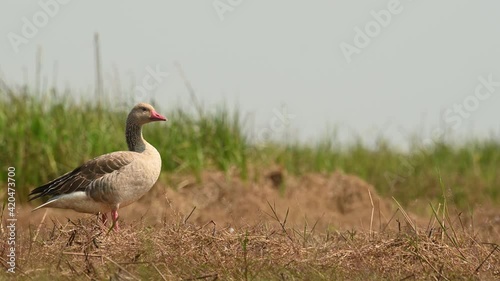 Greylag Goose, Anser anser, Bueng Boraphet, Nakhon Sawan, Thailand; facing to the right, looks towards the camera and around, extra alert as it extends its neck out to see more if what's going on. photo