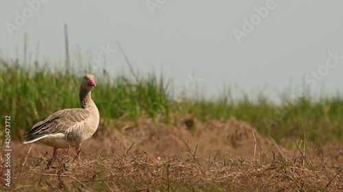 Greylag Goose, Anser anser, Bueng Boraphet, Nakhon Sawan, Thailand; on top of a brown grass mound alert and looking around, extends its head out, looks towards the camera and flies away to the left. photo