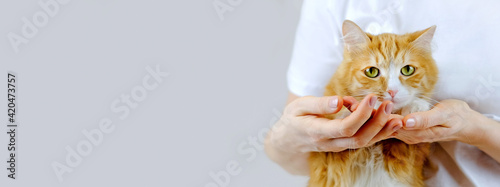 Human hands holding a paw of cat. Tender love and friendship between human and animal. Banner with copy space