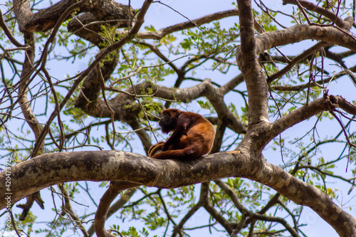 white faced spider monkey