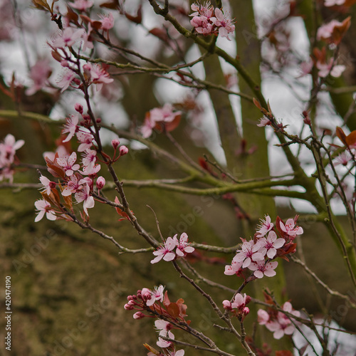 pink cherry blossom in march 2021