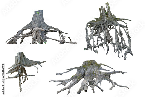 Roots of tree on a white background.
