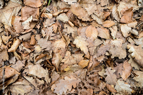 Autumn leaves on ground in forest. Fallen dry brown leaves in forest in mountain. Textured natural wallpaper. 