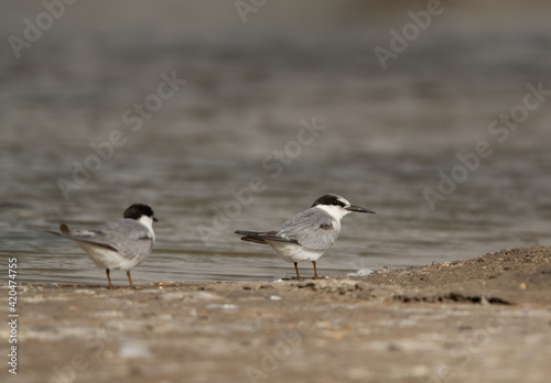 Little Terns at Asker marsh, Bahrain © Dr Ajay Kumar Singh