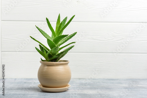 Aloe vera flower in a pot on a background of a wooden wall with copy space.