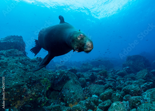 The Galápagos sea lion (Zalophus wollebaeki) showing his moves to a diver, at Wolf Island, Galapagos