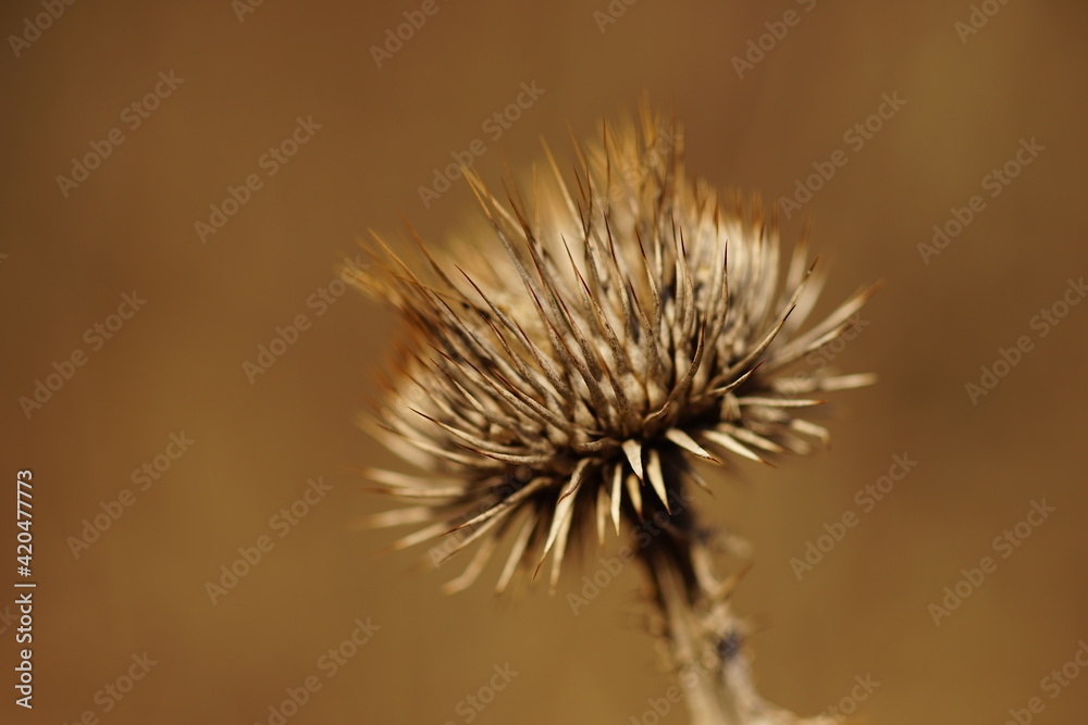 Sharp thorn plant growing in sunny brown field. Macro image