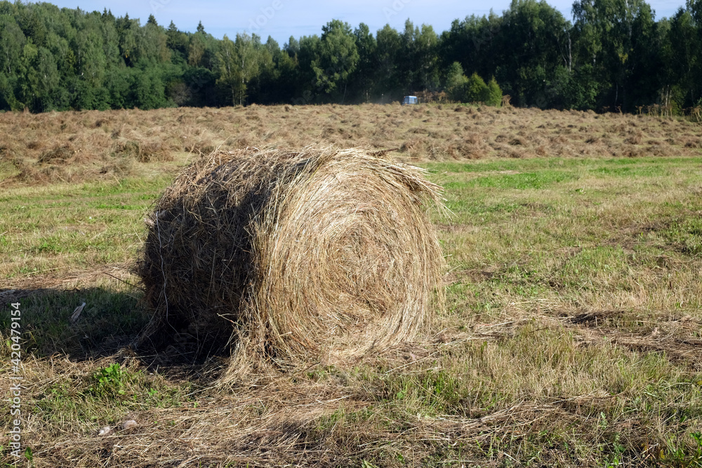 Rural landscape with summer field with rolled haystack close-up on front and mowed field on the back on bright sunny day Rural landscape with summer field with rolled haystack close-up on front and mowed field on the back on bright sunny day