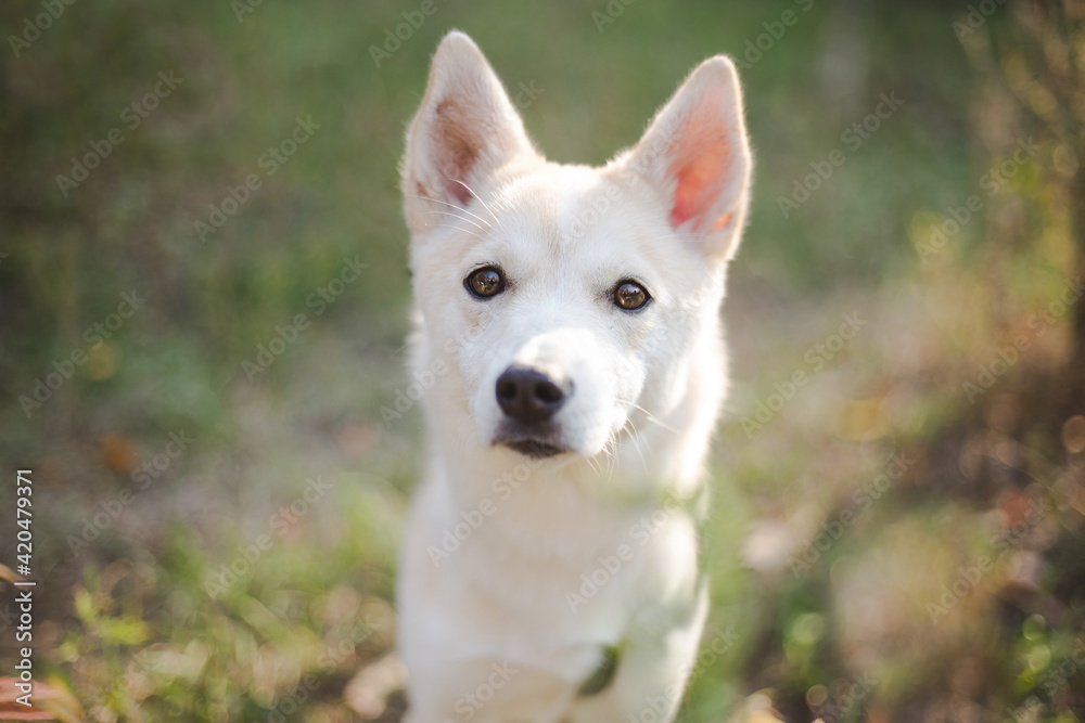 close-up portrait of a beautiful white dog close-up portrait of a beautiful white dog