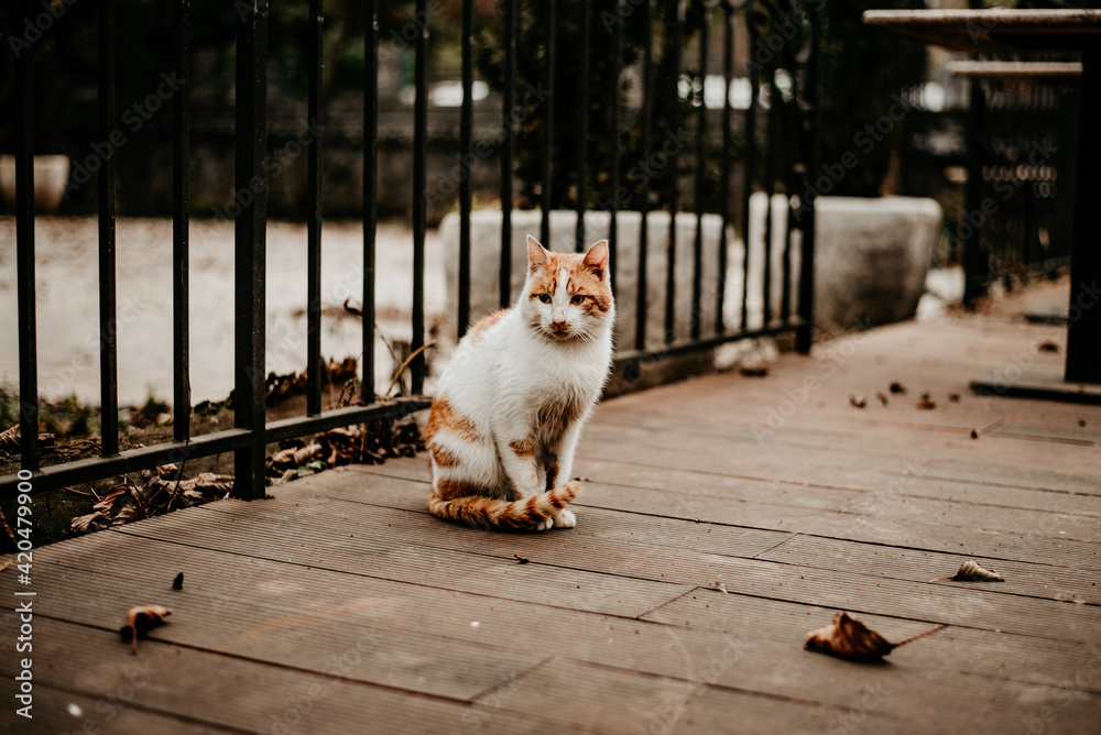 cat in the street