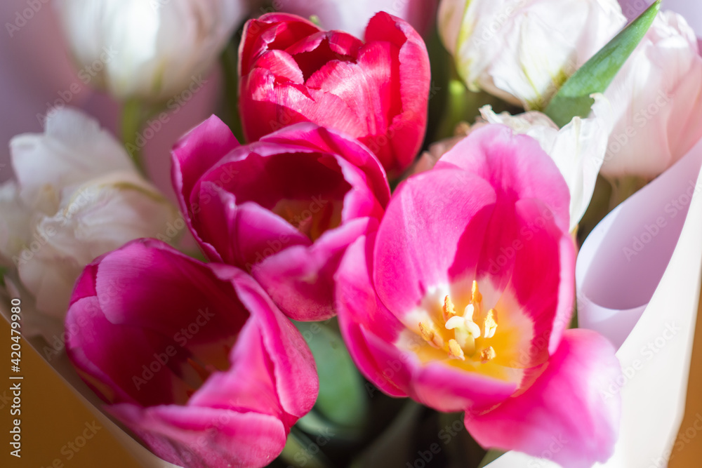 Pink tulips close up. A flower with petals cut and torn at the edges. The background is blurry, selective focus. Floral background. Springtime theme.
