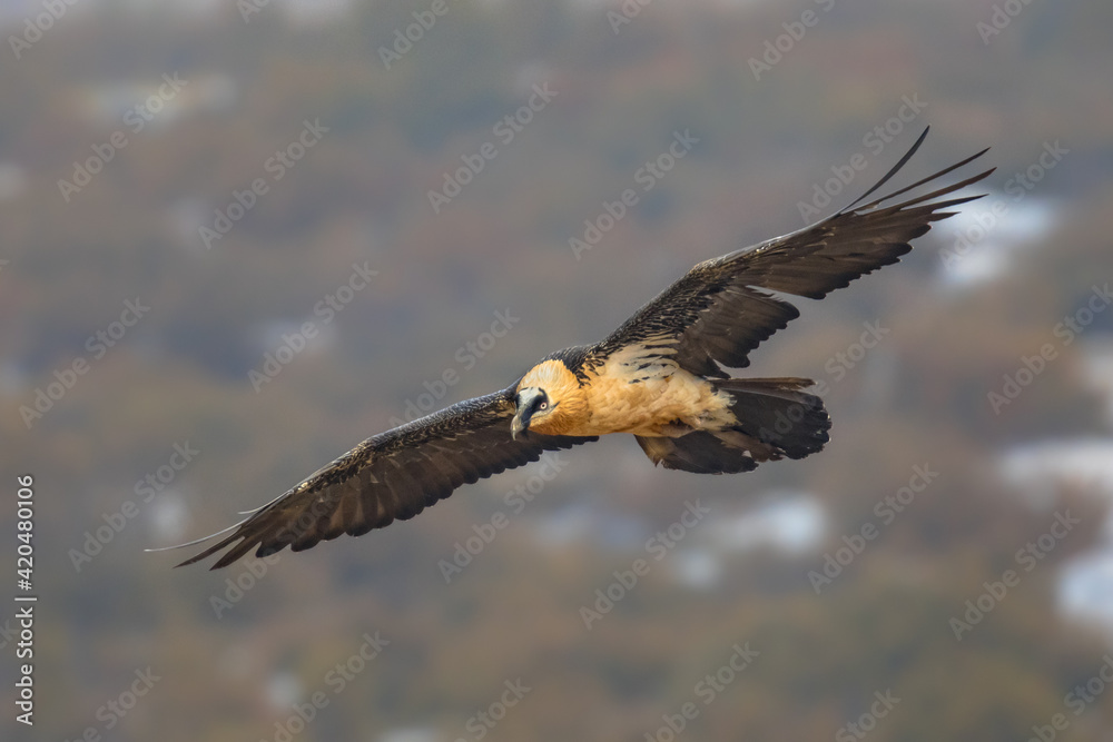 Obraz premium Bearded vulture flying