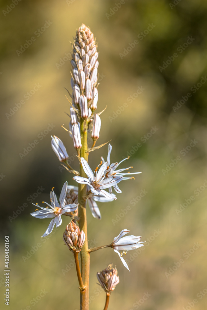 Branched Asphodel flowers in bloom